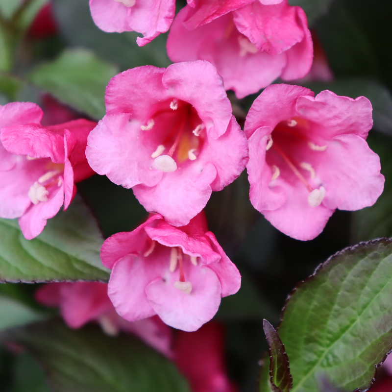 Reblooming Weigela - SONIC BLOOM Wine