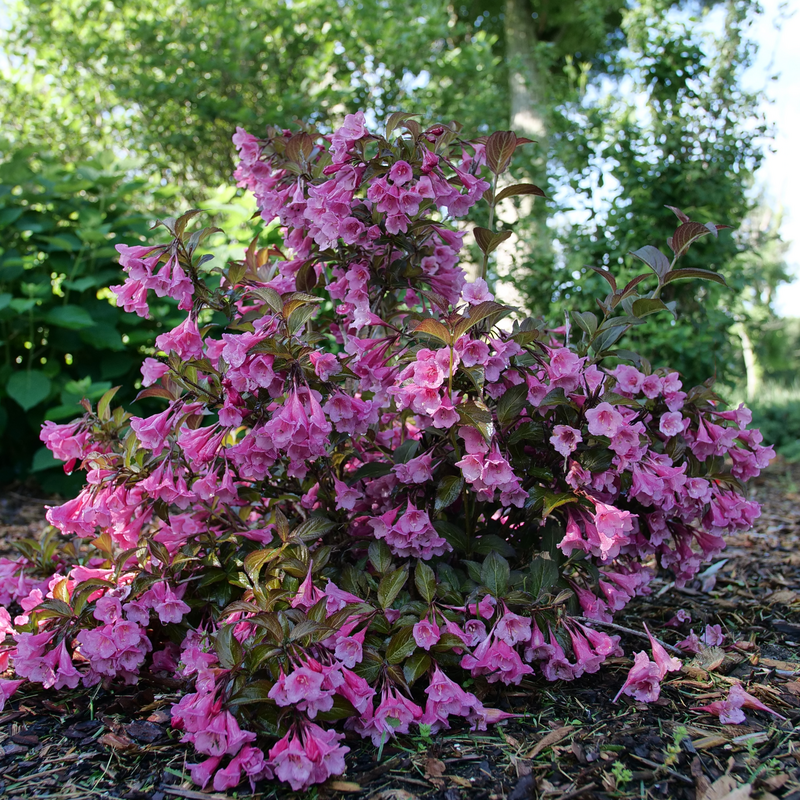 Reblooming Weigela - SONIC BLOOM Wine
