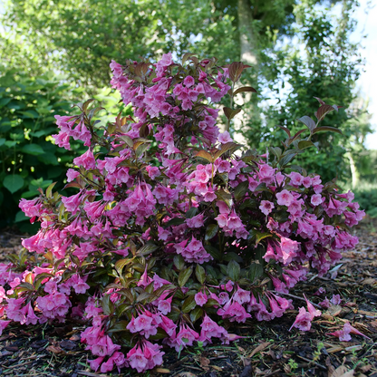 Reblooming Weigela - SONIC BLOOM Wine