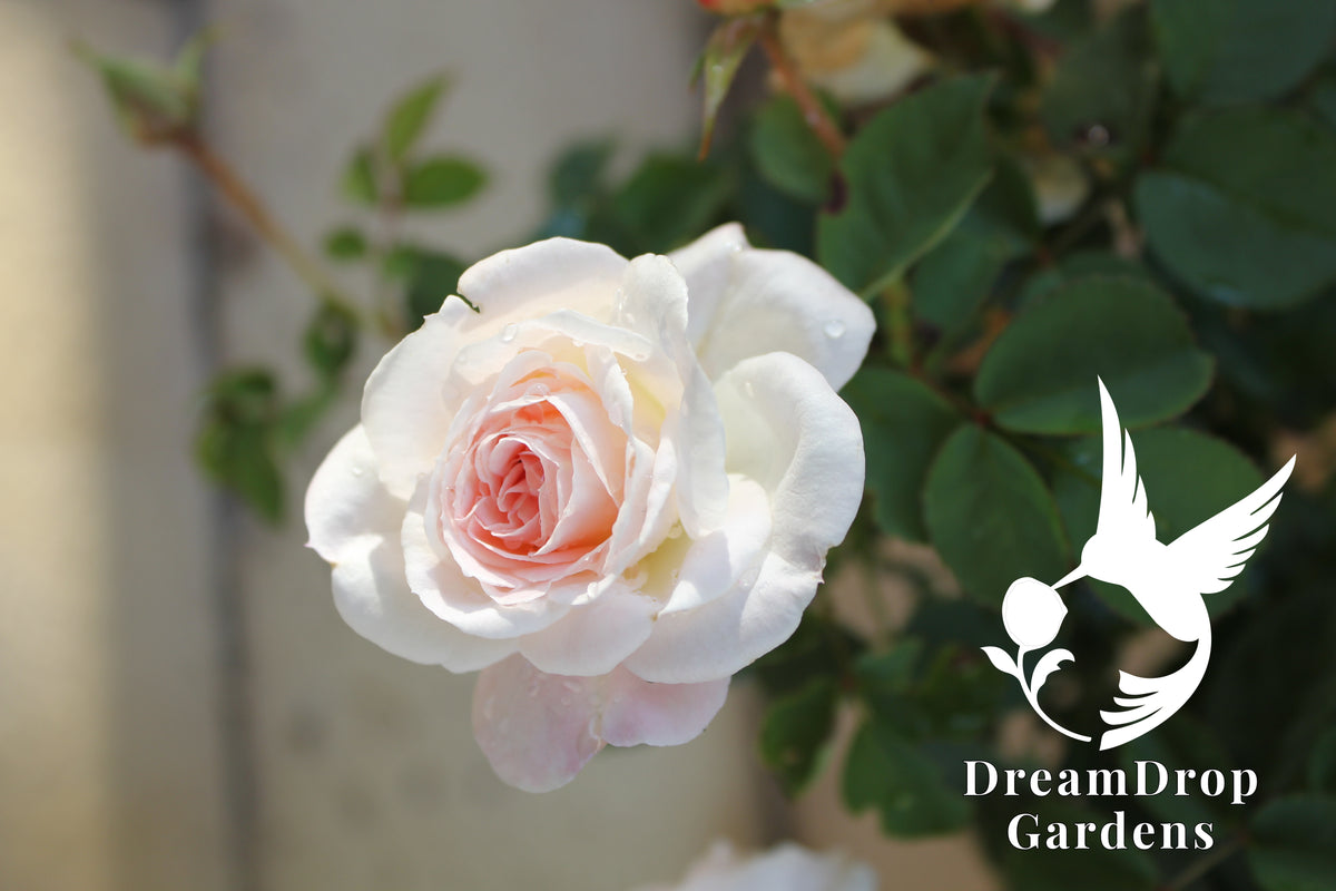 Rose - Touch of Pink