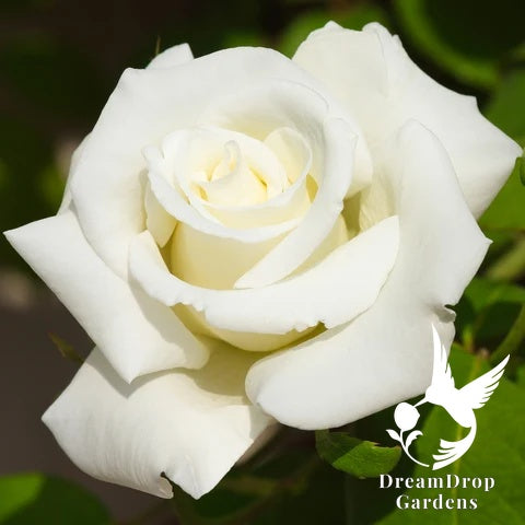 Rose - White Magic