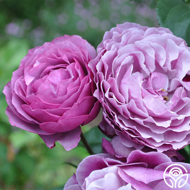 Rose - Wild Blue Yonder