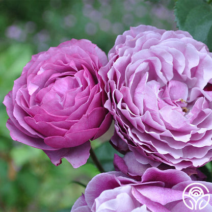 Rose - Wild Blue Yonder