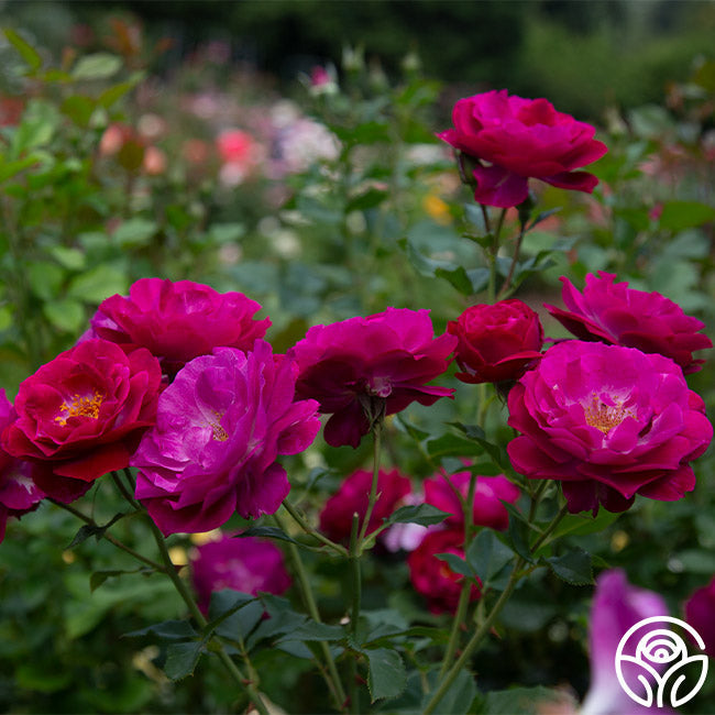 Rose - Wild Blue Yonder