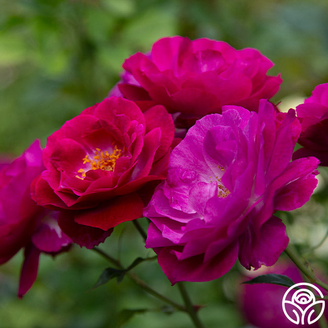 Rose - Wild Blue Yonder
