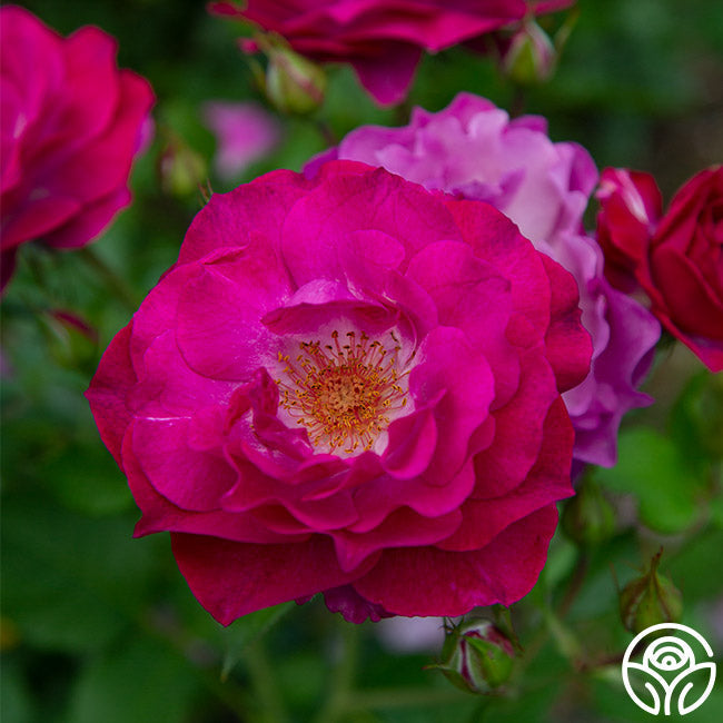 Rose - Wild Blue Yonder