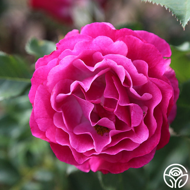 Rose - Wild Blue Yonder