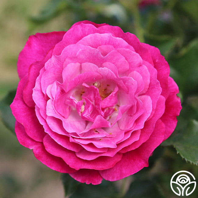Rose - Wild Blue Yonder