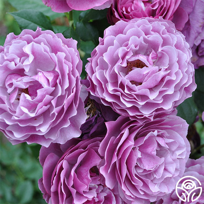 Rose - Wild Blue Yonder