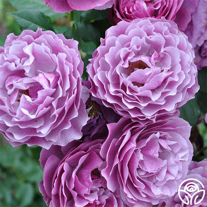 Rose - Wild Blue Yonder