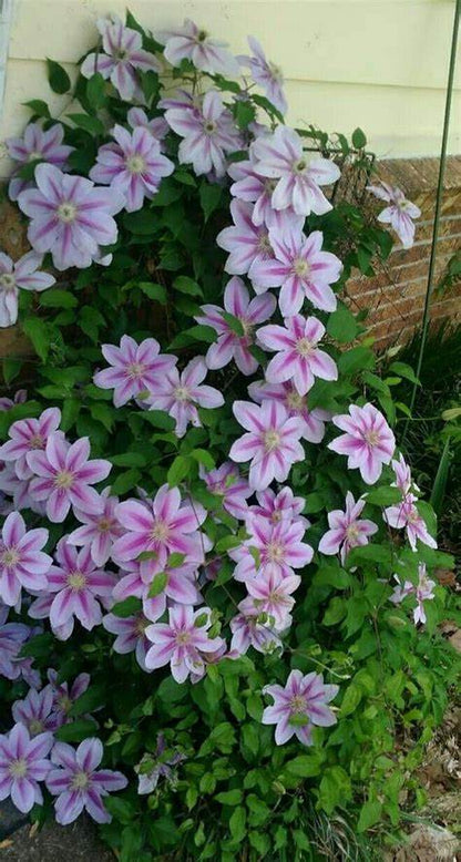 Clematis 'Bees Jubilee'