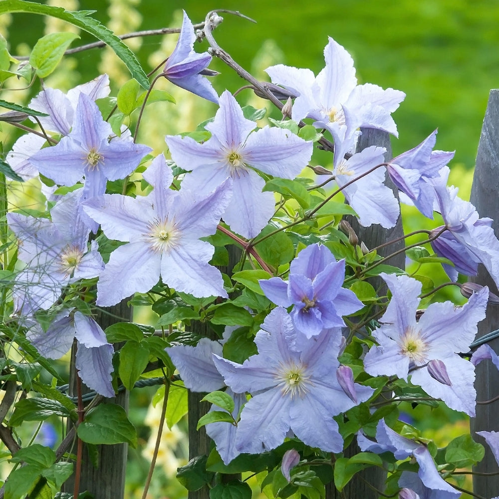 Clematis 'Blue Angel' - Great as Cut Flower