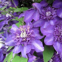 Load image into Gallery viewer, Clematis &#39;Shikou&#39; / &#39;Shikoo&#39; - Multi-Bloom Blue Violet
