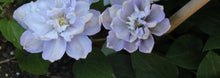 Load image into Gallery viewer, Clematis &#39;Hakuba&#39; - Layered Petals
