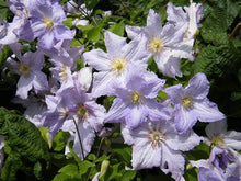 Load image into Gallery viewer, Clematis &#39;Blue Angel&#39; - Great as Cut Flower
