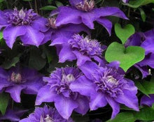 Load image into Gallery viewer, Clematis &#39;Shikou&#39; / &#39;Shikoo&#39; - Multi-Bloom Blue Violet
