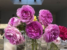 Load image into Gallery viewer, Rose - Climbing - Lavender Crush
