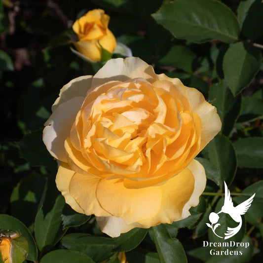 Rose - Surfer Girl