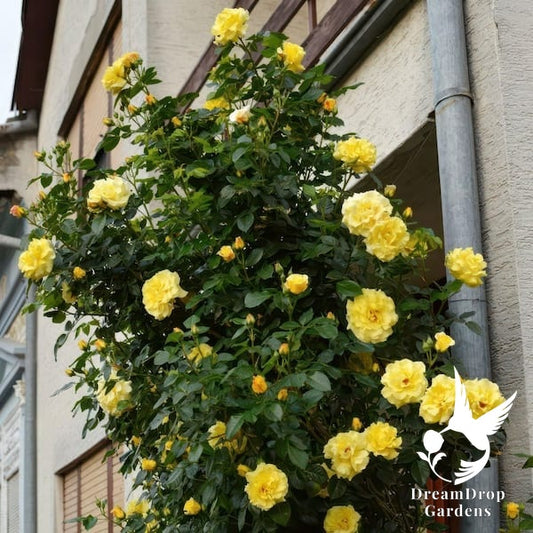 Rose - Cl. Royal Gold