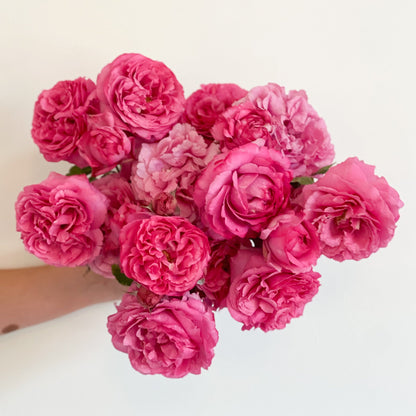 Rose - Yves Piaget