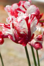 Load image into Gallery viewer, Tulip Parrot - Strawberry Creme
