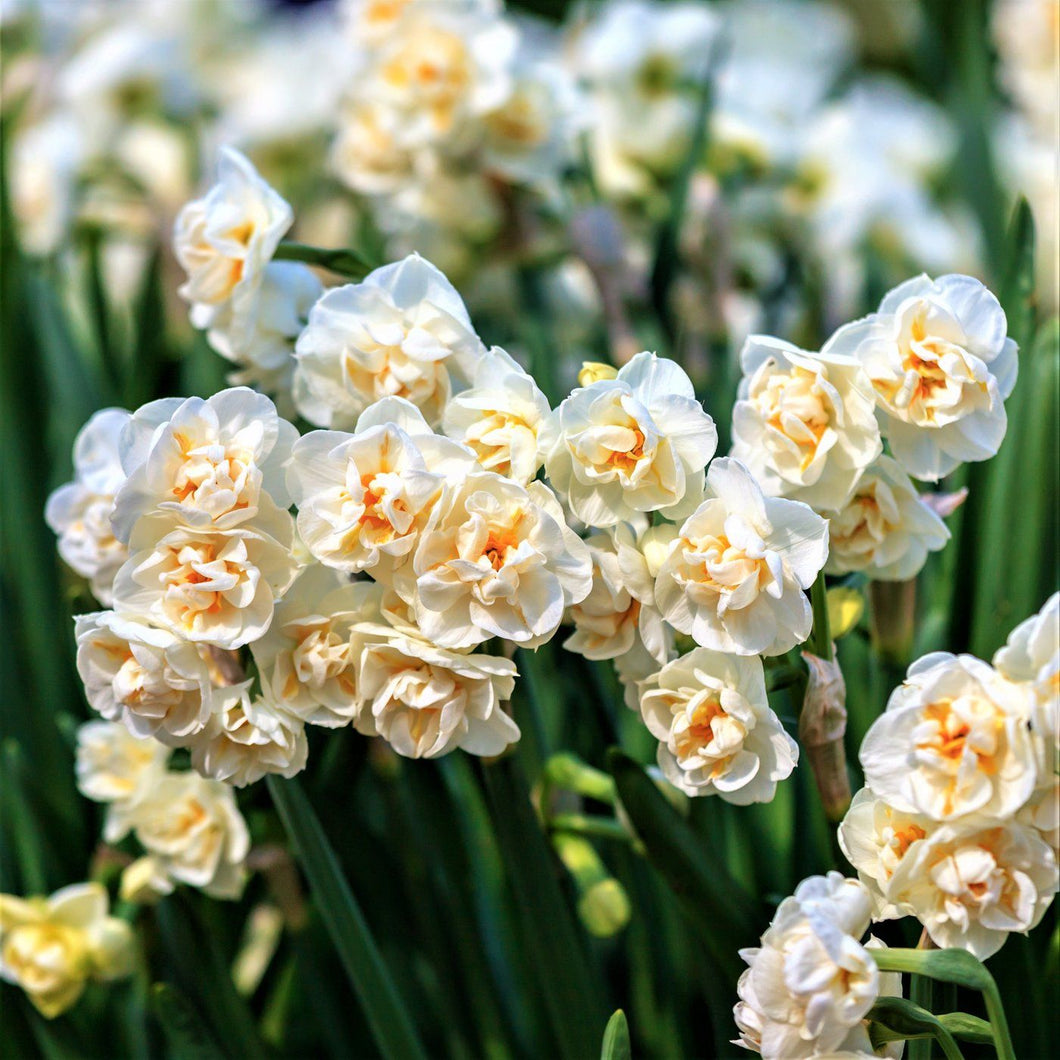 Daffodil - Fragrant European Multi-Fluffle