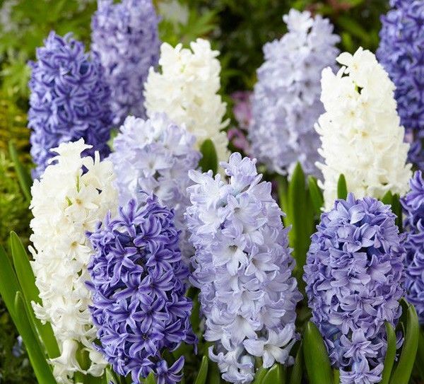 Fragrant Hyacinth Bundle - Baby Blues