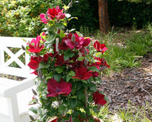 Load image into Gallery viewer, Clematis Red Riding Hood
