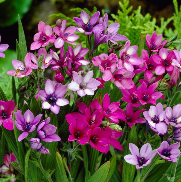 South African Wand Flower - Bundle of Purples