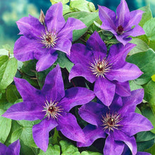 Load image into Gallery viewer, Violet Clematis Vine
