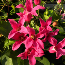 Load image into Gallery viewer, Clematis Texensis &#39;Rani Pink&#39;
