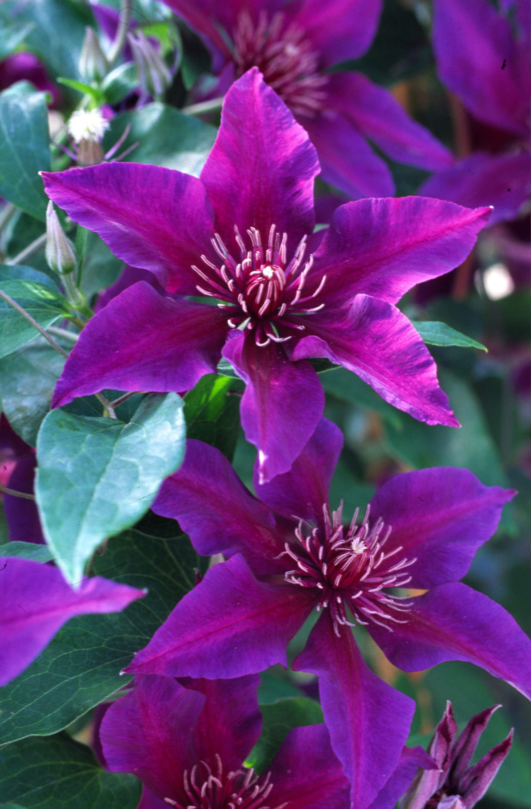 Clematis Flowering Vine - Princess Anna