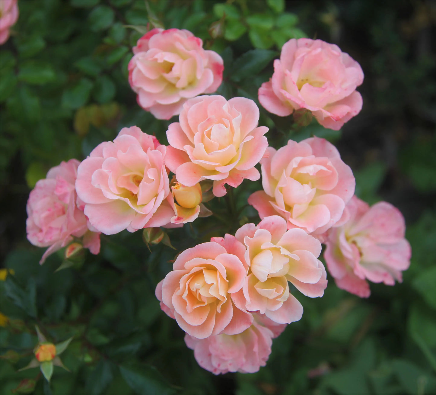 Rose - Groundcover - Peach Drift