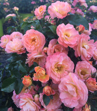 Load image into Gallery viewer, Rose - Groundcover - Peach Drift
