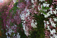 Load image into Gallery viewer, Award-Winning Fragrant - Jasmine - Pink/White
