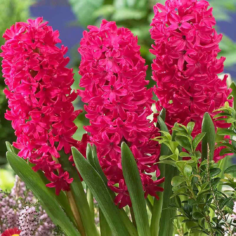 Fragrant Hyacinth - Queen's Court