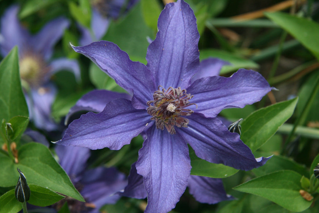 Clematis 'Iron Queen' - Long Blooming - Non Vining