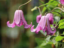 Load image into Gallery viewer, Clematis Texensis &#39;Rosie Belle&#39;
