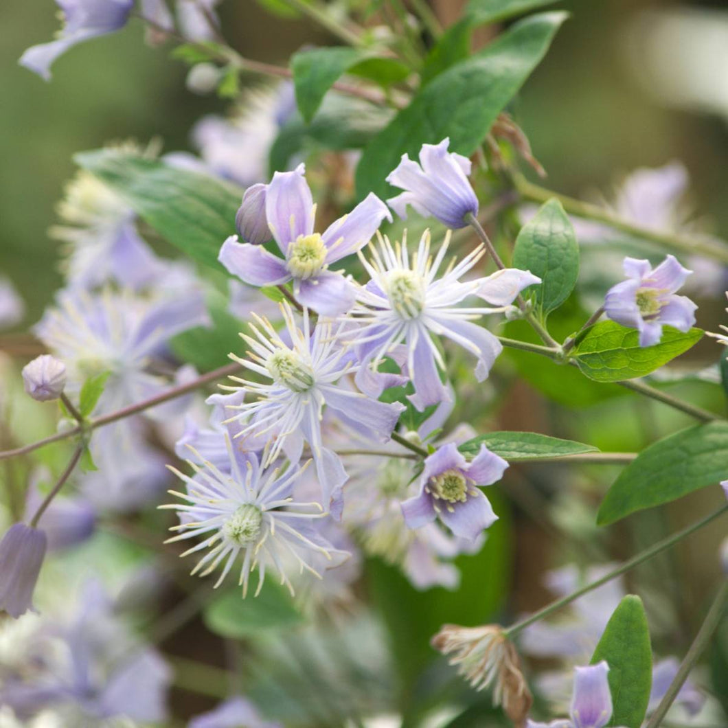 Clematis Flowering Vine - Lavender Pixie Dust - Fragrant