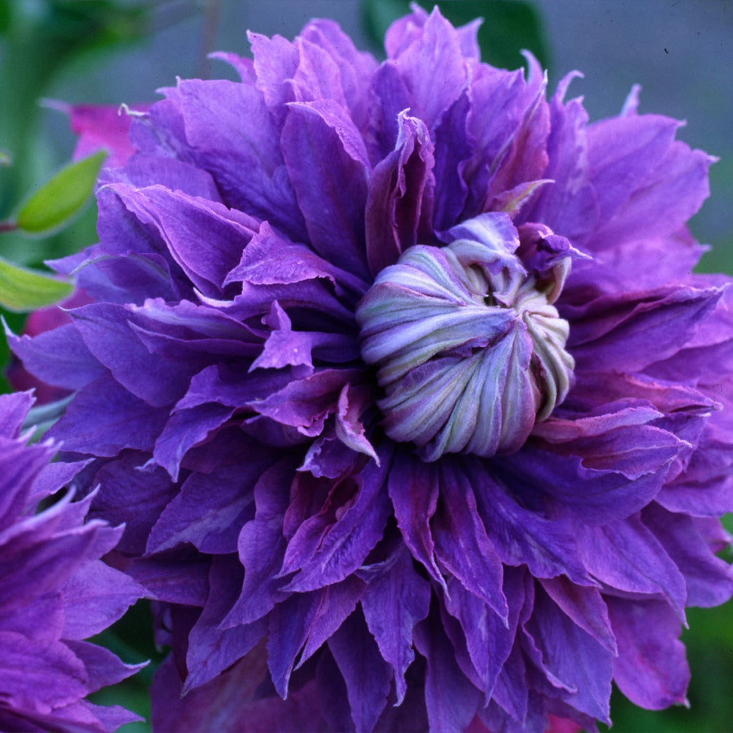 Clematis 'Rapunzel' - Violet Pompoms - Large Flowering Variety