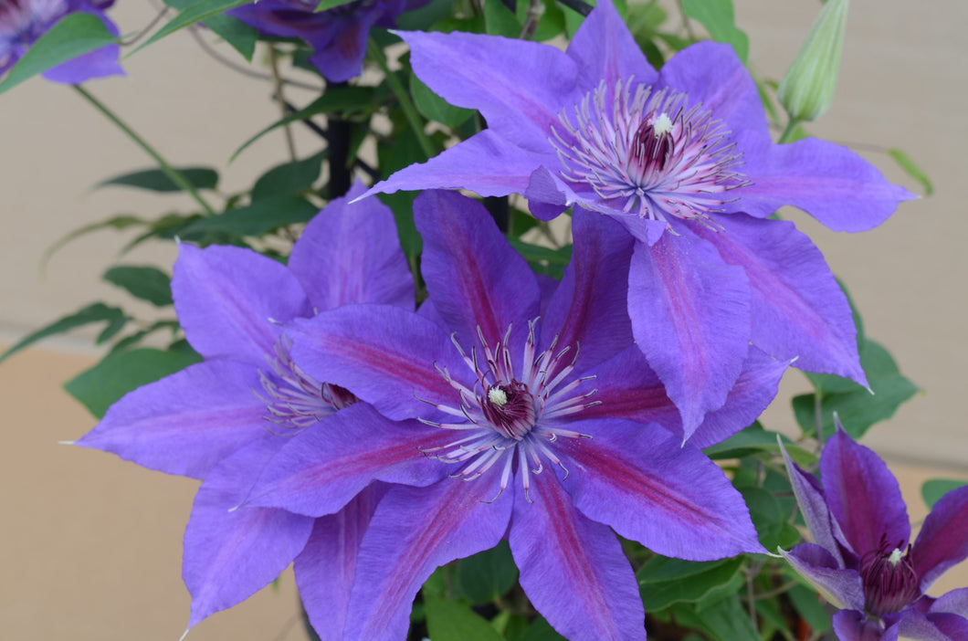 Clematis 'Purple Candy Cane'