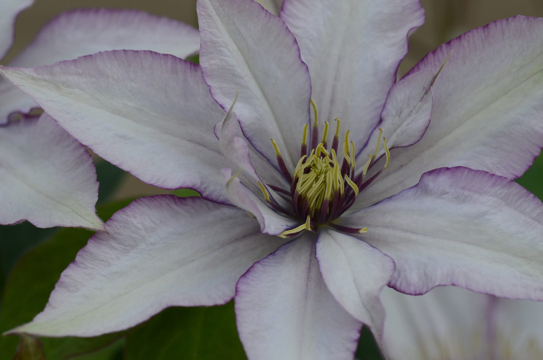 Clematis Queen Elsa of Atahalan' - White with Purple Edges