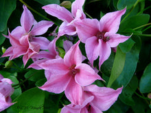 Load image into Gallery viewer, Clematis Texensis &#39;Homecoming Princess&#39;

