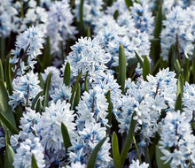 Load image into Gallery viewer, Siberian Squill - The Mini Hyacinth

