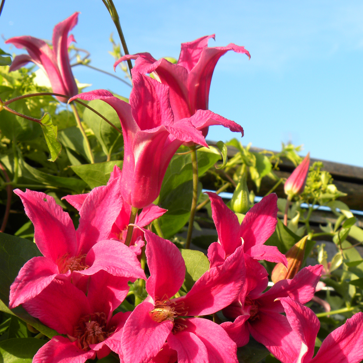 Scarlet Clematis Texensis ' Princess Diana'