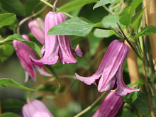Load image into Gallery viewer, Clematis Texensis &#39;Rosie Belle&#39;
