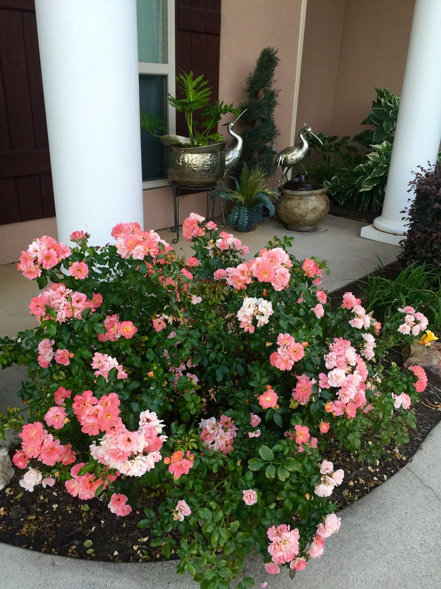 Rose - Groundcover - Peach Drift