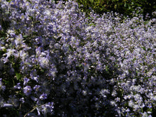 Load image into Gallery viewer, Clematis Flowering Vine - Lavender Pixie Dust - Fragrant

