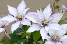Load image into Gallery viewer, Clematis Queen Elsa of Atahalan&#39; - White with Purple Edges
