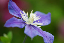 Load image into Gallery viewer, Clematis &#39;Princess Layla&#39; - Non Vining
